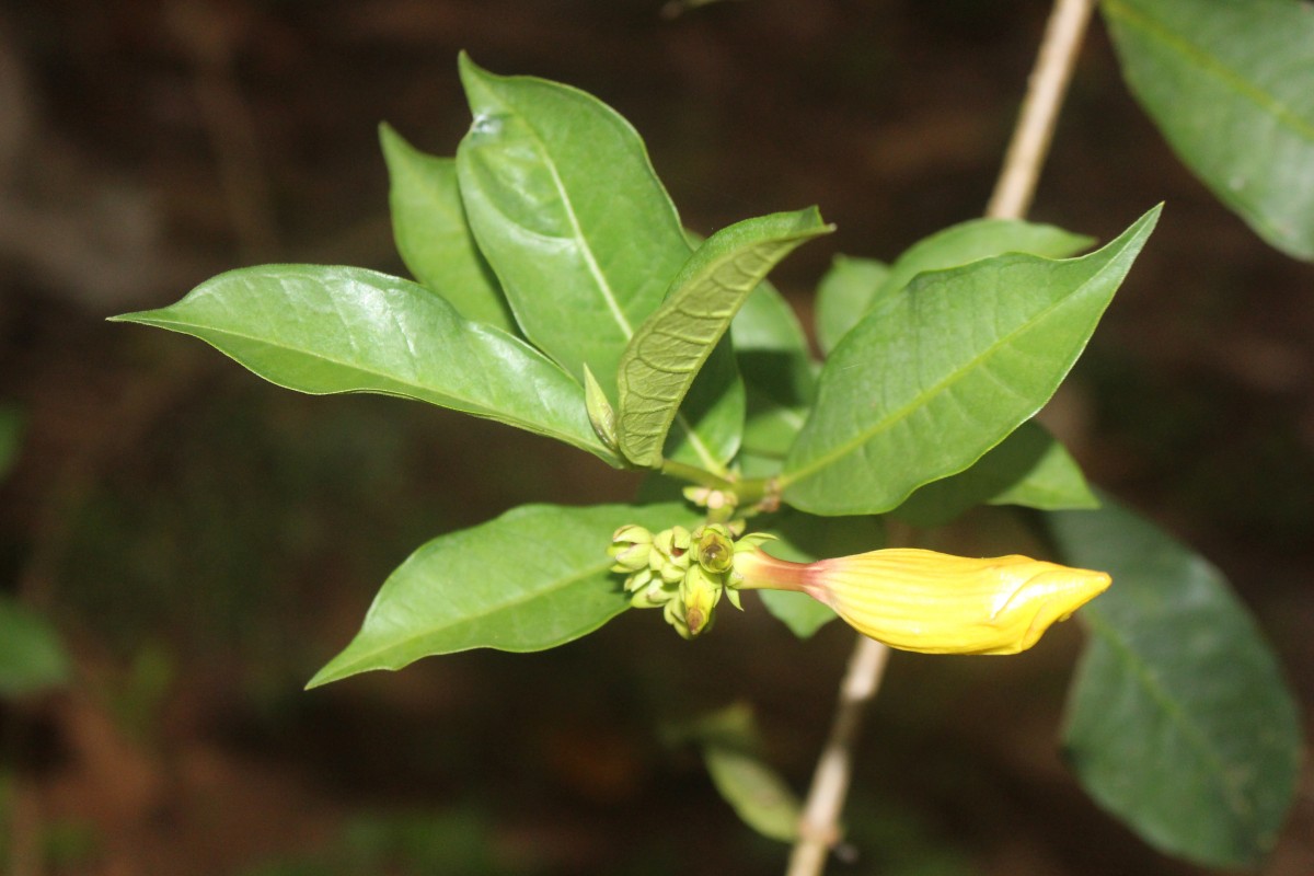 Allamanda schottii Pohl